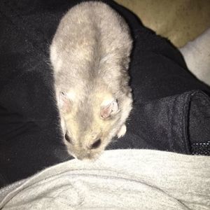 Meet your Posher, Lucas